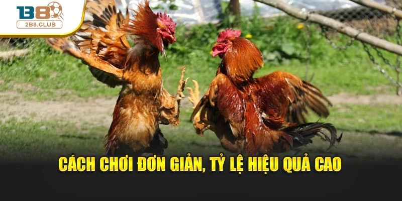 Cách chơi đơn giản, tỷ lệ hiệu quả cao