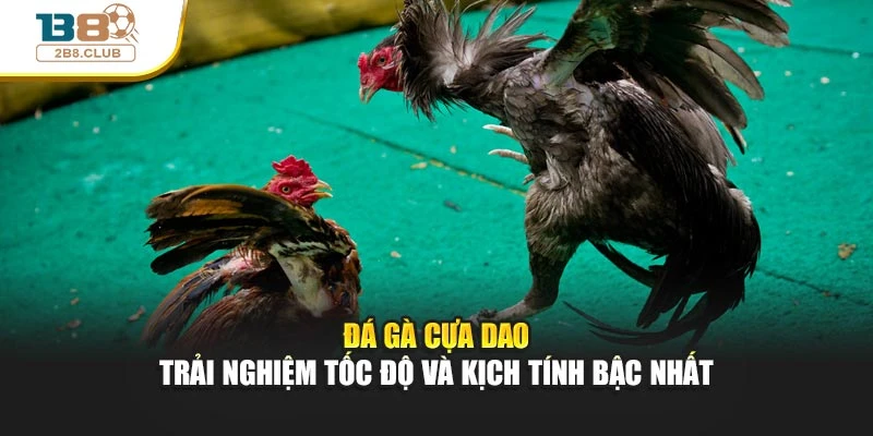 Đá Gà Cựa Dao – Trải Nghiệm Tốc Độ Và Kịch Tính Bậc Nhất
