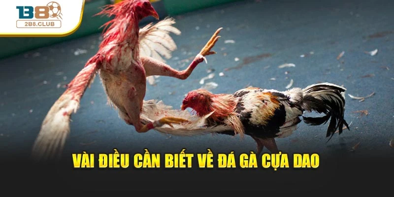 Vài điều cần biết về đá gà cựa dao